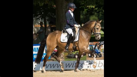 d amontillado big dresscode x fs dior de luxe|D'Amontillado: dressage horse, 1 horse.movie, Pedigree, Ratings .